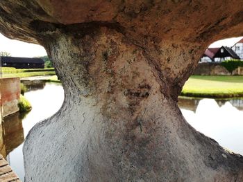 Close-up of tree trunk in park