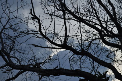 Low angle view of silhouette bare tree against sky