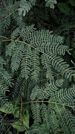 Full frame shot of leaves in forest