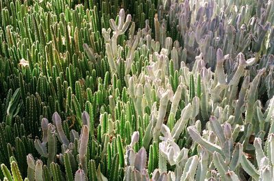 Close-up of plants