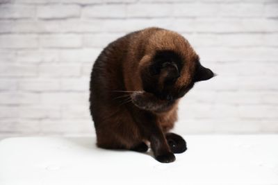 Close-up of a cat on wall