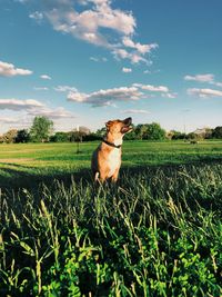 Dog on grass field