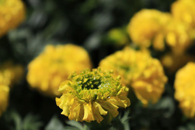 Close-up of yellow flowering plant