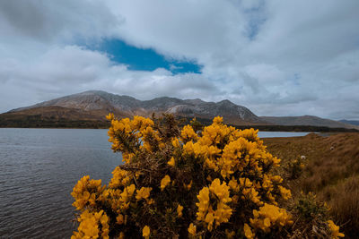 Yellow flowering plants by mountains against sky