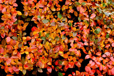 Full frame shot of red flowering plants