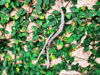 Close-up of ivy growing on wall