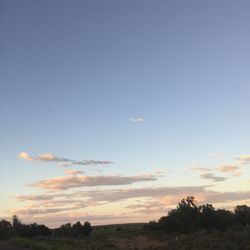 Low angle view of silhouette trees against sky