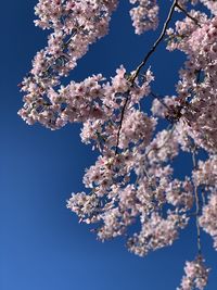 Low angle view of cherry blossom tree against blue sky