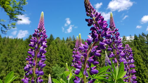Close-up of purple crocus blooming on field against sky