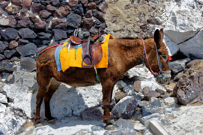 Horse standing by wall