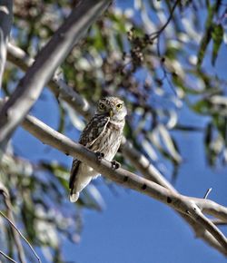 Bird perching on a branch