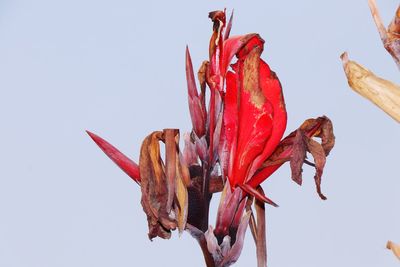 Low angle view of red flowering plant against sky