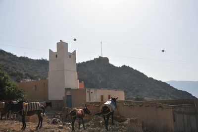 Horses in a building