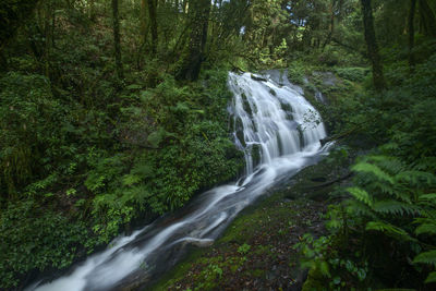 Scenic view of waterfall in forest