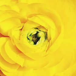 Close-up of insect on yellow flower