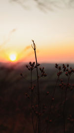 Silhouette plants against sky during sunset