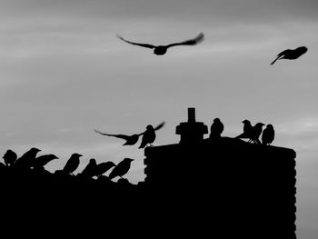 Low angle view of silhouette birds flying against sky