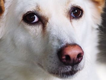 Close-up portrait of dog