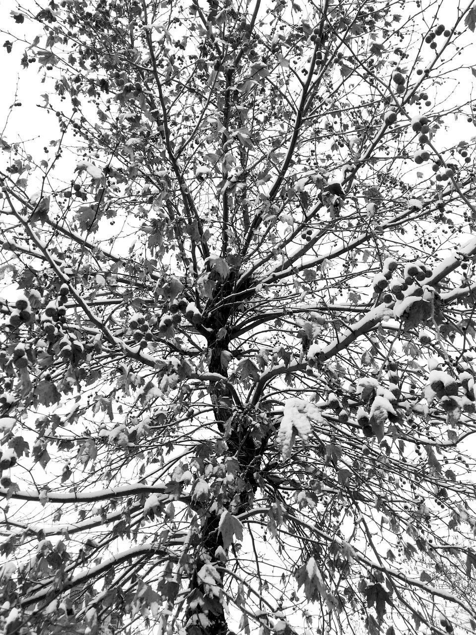 tree, low angle view, growth, nature, no people, branch, sky, backgrounds, outdoors, beauty in nature, full frame, day, close-up