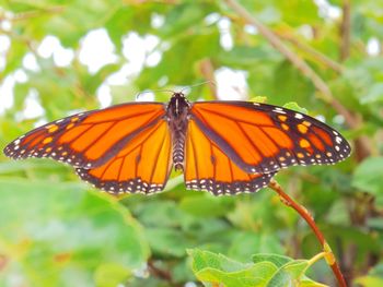 Close-up of butterfly on leaf