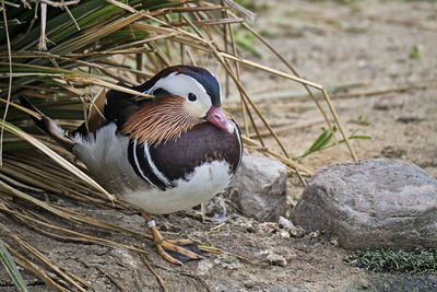 Close-up of duck