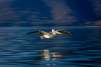 Seagull flying over lake