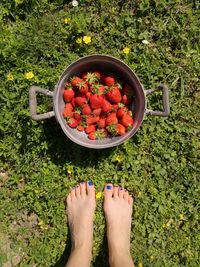 Low section of person with fruits on plants