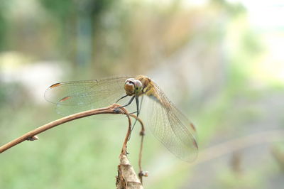 Close-up of damselfly on leaf