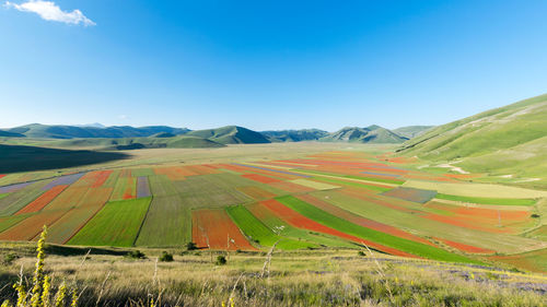 Scenic view of agricultural field against blue sky