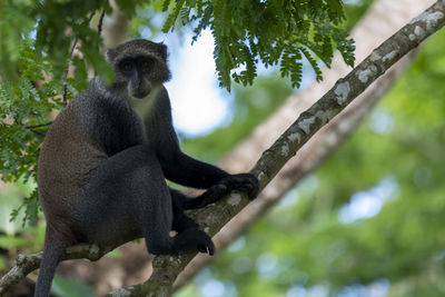 Low angle view of monkey sitting on tree