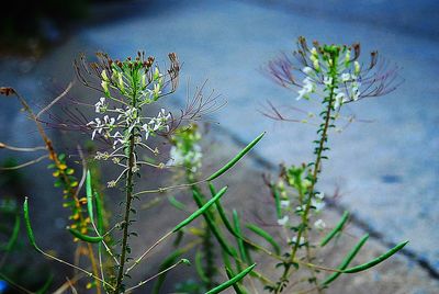 Close-up of plant against water