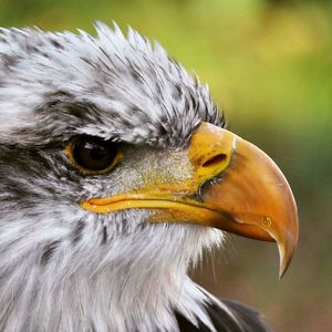 Close-up portrait of owl