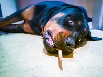 Close-up portrait of dog lying on floor