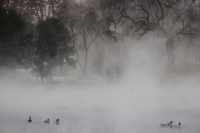 Mallard ducks swimming in lake during foggy weather