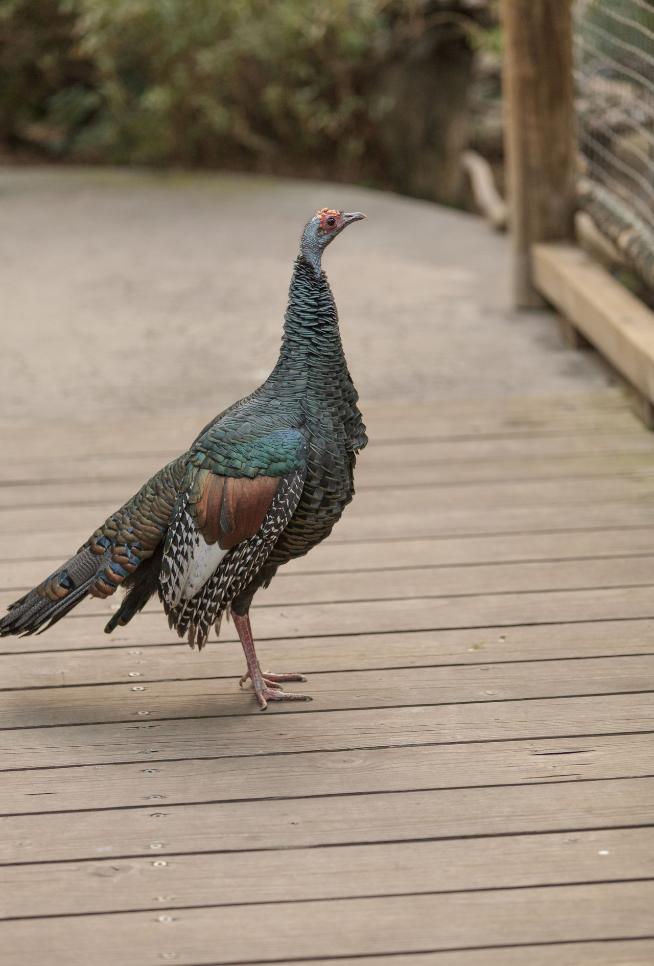 Ocellated turkey