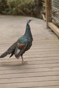 Close-up of peacock