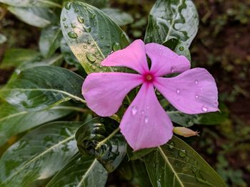 Close-up of wet purple flowering plant