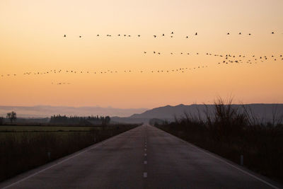 Birds flying over road against sky during sunset