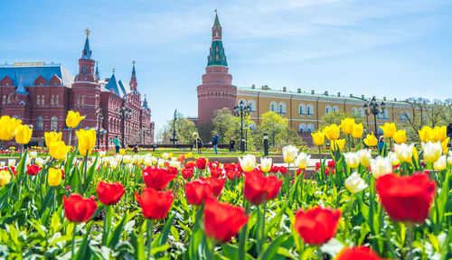 View of red tulips against buildings