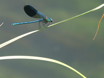 Close-up of damselfly on leaf