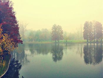 Reflection of trees in lake