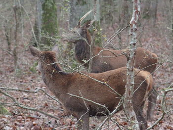 Bare trees in the forest