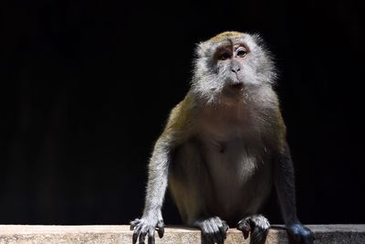 Close-up of monkey sitting outdoors