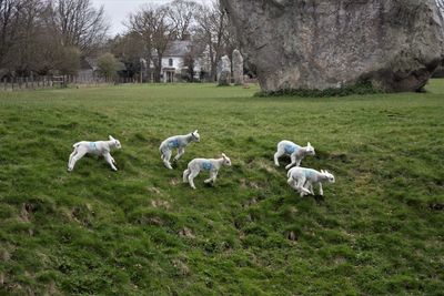 Goats on grassy field