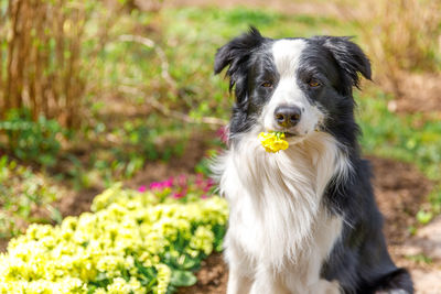 Close-up of dog