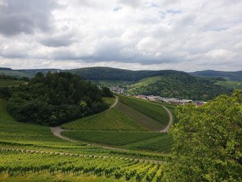 Scenic view of vineyards against sky