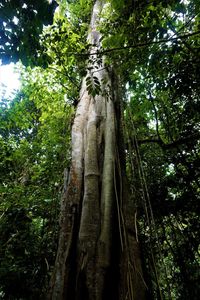 Low angle view of trees in forest