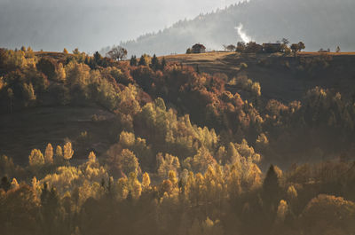 Scenic view of trees on field against sky