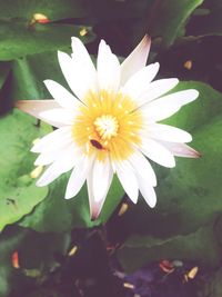 Close-up of white flower blooming outdoors