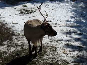 Reindeer animal at farm in winter mountain. santa's reindeer. 
